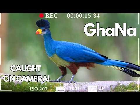 15 Strange Birds of Ghana Caught on Camera