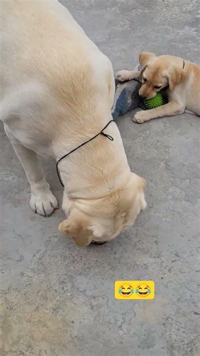 😂Lily turbo mode #shorts #viral #trending #youtubeshorts #doglover #funny #cute #dog #love #pets