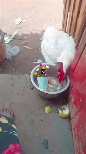 Queen Priscillar (@queenp08)’s videos with original sound - QUEEN_ZOE