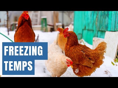 How to Keep the Chicken Water from Freezing