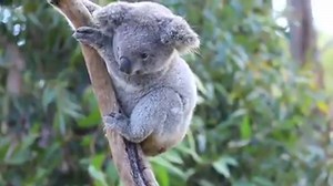 88K views · 5.5K reactions | Turns out koalas have been fooling us all along, they're not ALWAYS asleep!  Video: Australian Reptile Park in Visit NSW | Australia.com | Facebook