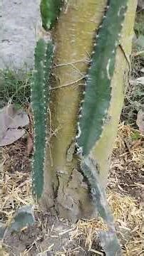 HUMIC ACID _ potassium humate 98 percent #roots #growthforall #farming #shorts #growth