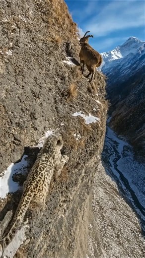 Leopard Falls Off Cliff After Chasing Mountain Goat — Unbelievable Moment!