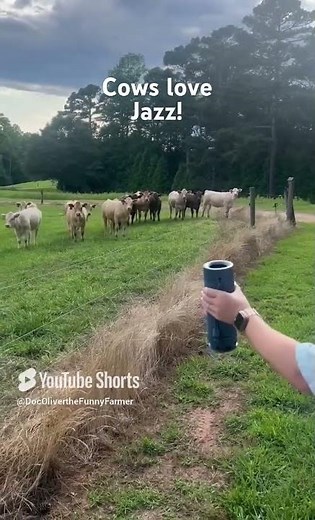 Cows Love Jazz Music On The Farm! #farm #cows #farming #cattle #subscribers #farmer #beefcattle