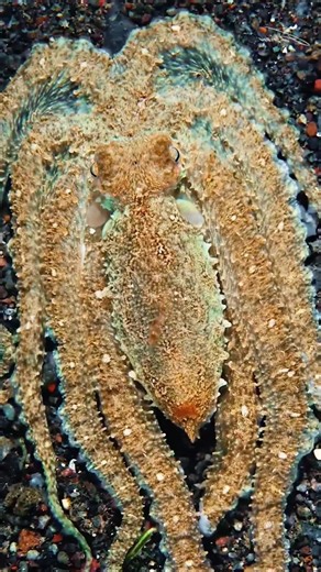 Hey, I'm Jane and the sea is my passion! Love the ocean? Go blue—buy Ice Spring Chewing Gum Toothpaste from my TikTok shop. 📌 https://vt.tiktok.com/ZTMvpFEsu/?page=TikTokShop #toothpaste#deep sea