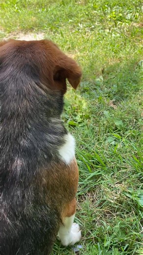 Did you know that petting your dog can relieve stress, lower both your blood pressure and cholesterol, and improve your mood? | Waldo's Muttley Crew Animal Rescue