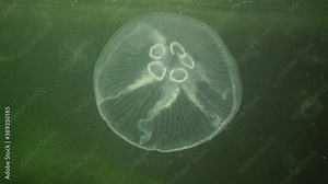 5 jellyfish gonads Aurelia aurita (moon jelly, jellyfish, common jellyfish, or saucer jelly). Fauna of the Black Sea
