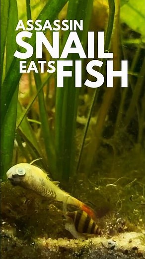 Snails eat a Tetra Fish
