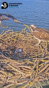 41K views · 1K reactions | This week we're talking all about Ospreys!...