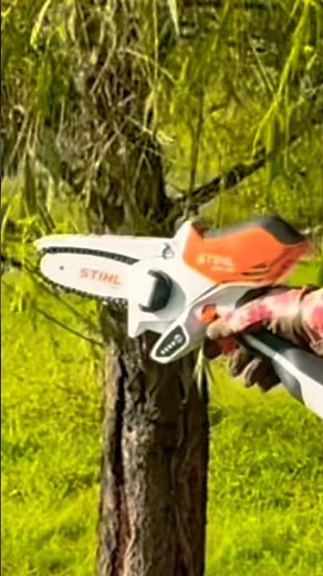 PRUNE A WEEPING WILLOW TREE!