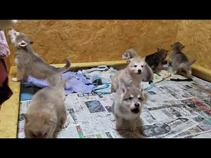 狼犬 生後28日 遠吠え大合唱