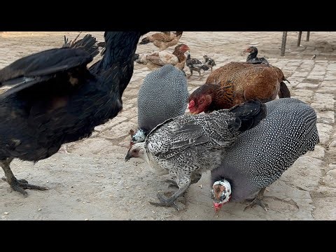 Hens & Chicks Eating with Natural Bird Sounds | Peaceful Village Bird Feeding