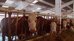 Organic dairy farm. Cows inside the stables. Ecological livestock ranch