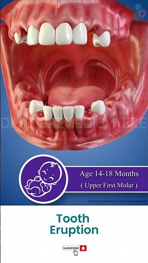 Know About Teeth Eruption Sequence ↪ 3D Medical Animation #Shorts #TeethEruptio #Teeth