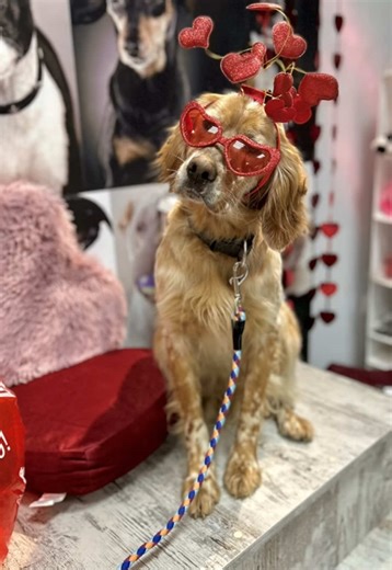 Η Ρέα μας🌸💖 _ Ένα πλάσμα όπου είχε ιδιοκτήτη και την εγκατέλειψε. Δε ξέρουμε για πόσο καιρό έμεινε μόνη, μέχρι να έρθει κοντά μας. Το μόνο σίγουρο είναι πως δεν είχε περάσει καλά, καθώς φοβόταν..😢 φοβόταν πολύ και είναι κάτι που ποτέ δεν το κρύψαμε.. _ Τη φροντίσαμε, την φιλοξενήσαμε, την ανεβάσαμε για υιοθεσία και έτσι βρήκε ξανά ένα σπίτι, στο οποίο πιστεύαμε πως θα είναι πλέον ευτυχισμένη…🥹 _ Πέντε μήνες μετά.. οι νέοι κηδεμόνες της, μας ενημέρωσαν πως δεν μπορούν πια να ανταπεξέλθουν, κα