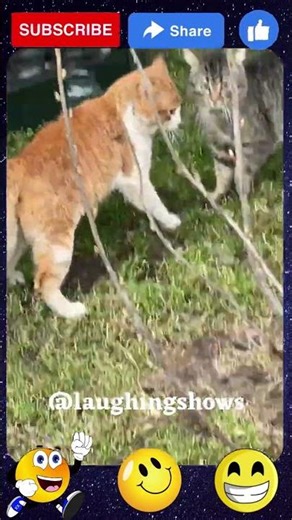 Cats Funniest Fighting on the Roof… But You Won’t Believe the Ending! 🐱😂