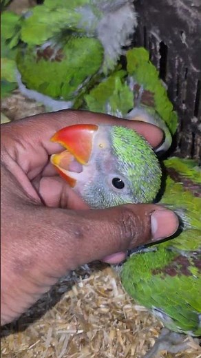 Male female difference Alexander parrot Pahadi tota #alexanderparrot