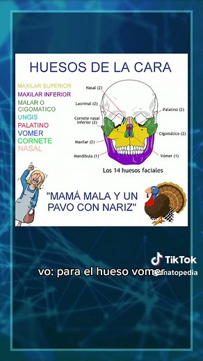 Mnemotecnia para Aprender los Huesos de la Cara