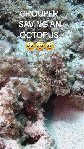 Absolutely incredible behaviour if that’s what happened. Groupers and octopuses are known to hunt together sometimes, but seeing a grouper appear to protect or intervene for an octopus is extremely unusual and fascinating. It could have been territorial behaviour, feeding strategy, curiosity, or even accidental positioning — but on camera it probably looks insane. Description: One of the strangest underwater interactions I’ve ever filmed. A moray eel moved in on an octopus and suddenly a massive