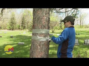 Tree Wrapping to Mitigate Spongy Moths (Formerly Gypsy Moths)