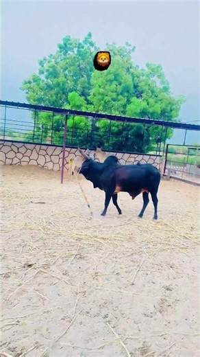 kankarej herd to catch bull to aggressive | kankarej cow aggressive on people#short#viral#cow#trend