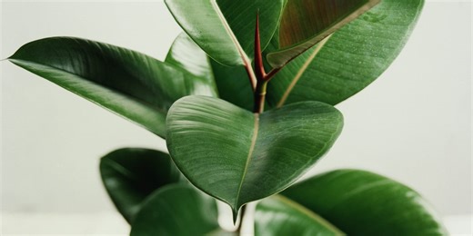 Beat the heat: 6 houseplants that will actually keep your home cool