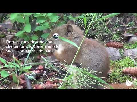 A Guide to Canadian Fir Trees