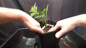 Transplanting a Gelato 33 clone after 14 days rooting and 14 days in soil More details 👇 Strain: Gelato 33 Source: Clone (the top broke off) Breeder: Elemental Cut and put in water: January 10th @ 10 am Rooting compound: Hormex number 3 Time spent in water: 72 hours Moved to DWC cloner: January 13th at 10 am Time spent in cloner: 11 days Put in soil: January 24th 2023 Current stage: veg/hardening Days hardening (24): 14 Days in veg (16/8): TBD Total Days above soil: 14 Light: 9000k Clone LED li
