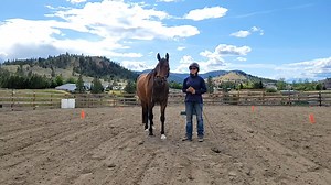First Steps to Starting Your Horse