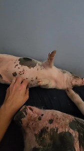 2.8K views · 155 reactions | Pyro loves his belly rubs  He is still...