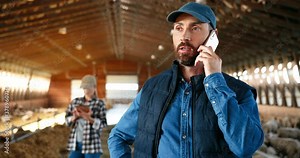 Caucasian male shepherd talking on mobile phone in barn with livestock. Smiled man speaking on cellphone while workng at farm with sheep. Telephone call conversation. Woman using tablet on background.