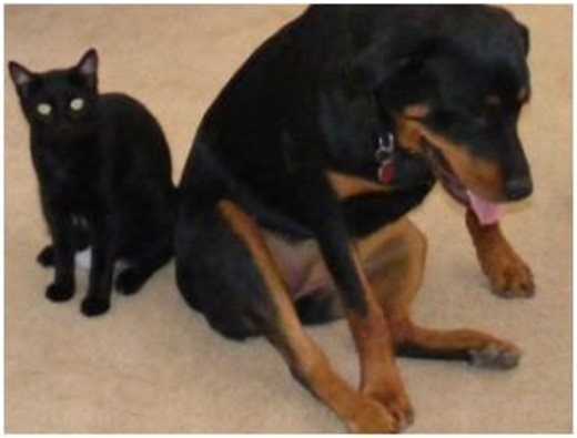 Dog Health: Can Dogs Get Sick From Eating Cat Feces?