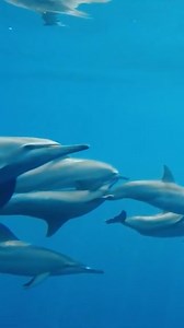 Dolphins are not just intelligent creatures, they’re also incredibly...