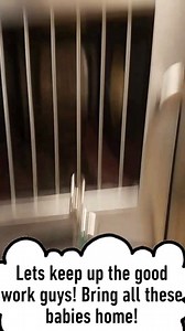 1.6K views · 71 reactions | Earlier this week many of our kittens had been adopted, but we are back to being stocked up with kittens as they come in from foster care and they are FREE to adopt! We always recommend adopting a pair of kittens so they have a buddy and now you can get two for the price of free! Check them out here: https://bit.ly/1GyVgnY | Bradshaw Animal Shelter | Facebook