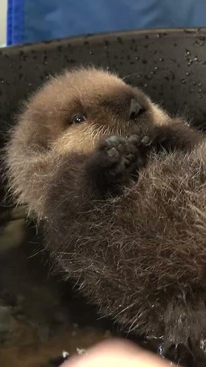 Joey the Baby Sea Otter is Having a Bath