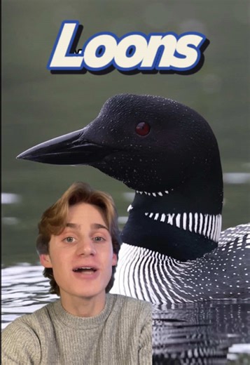 Discover the Fascinating Calls of the Common Loon