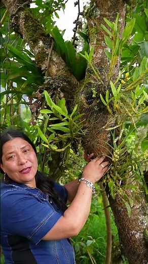 Flowering native orchid that grows on trees