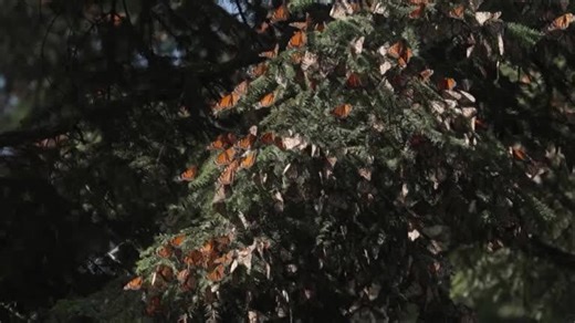 Mexico reports 64% increase in area occupied by monarch butterflies
