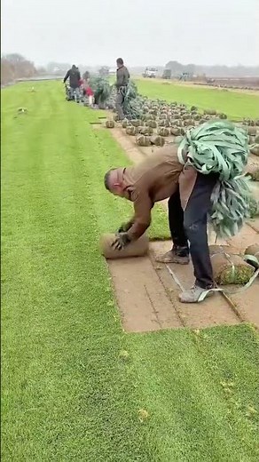 Efficient Manual Sod Harvesting Traditional Grass Turf Cutting and Rolling Techniques