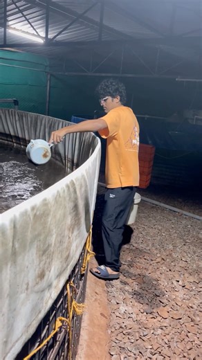 Growing White leg prawns in Biofloc system! #goa #biofloc #fish #aquaculture #prawns