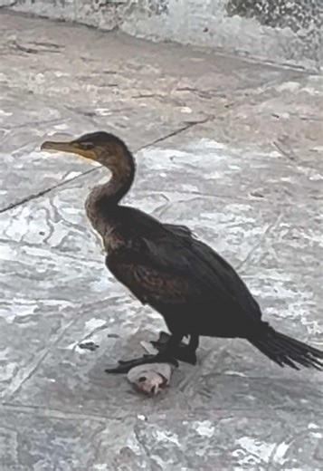 Anhinga or sometimes called snakebird, darter, American darter, or water turkey, is a water bird common to the Gulf. The word anhinga comes from a'ñinga in the Brazilian Tupi language and means