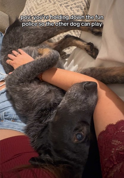 part 2 #funpolice #heeler #drama | fun police dog
