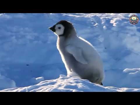 Irresistible Cuteness: Baby Penguins That Will Melt Your Heart