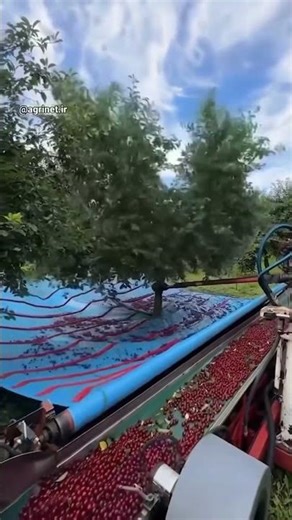 Amazing! harvesting fruit with a vibrating machine