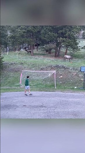 Watch this elk join a friendly game of backyard soccer | Humankind #shorts #goodnews