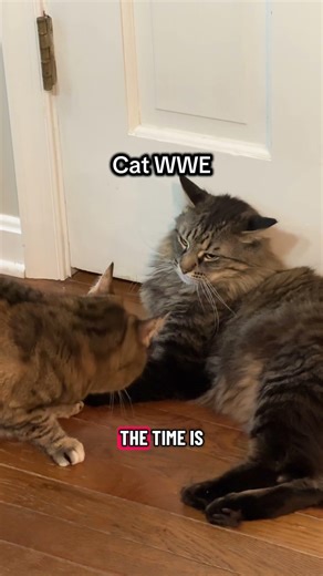 These two cats love to fight and I love to watch it