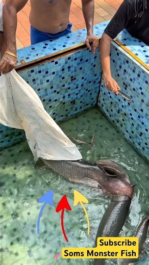 Biggest 50 kg arapaima fish catching and cooking | biggest arapaima fish #fish #fishing #shortsvideo