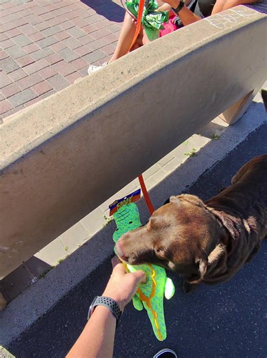 Cute Dog Toys: Fun and Squeaky Options for Your Pet