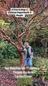1.8K views · 37 reactions | #add CHINESE PAPERBARK MAPLE ..small...