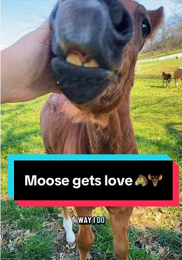 Moose Gets Daily Affection and Handling 🐴🫎